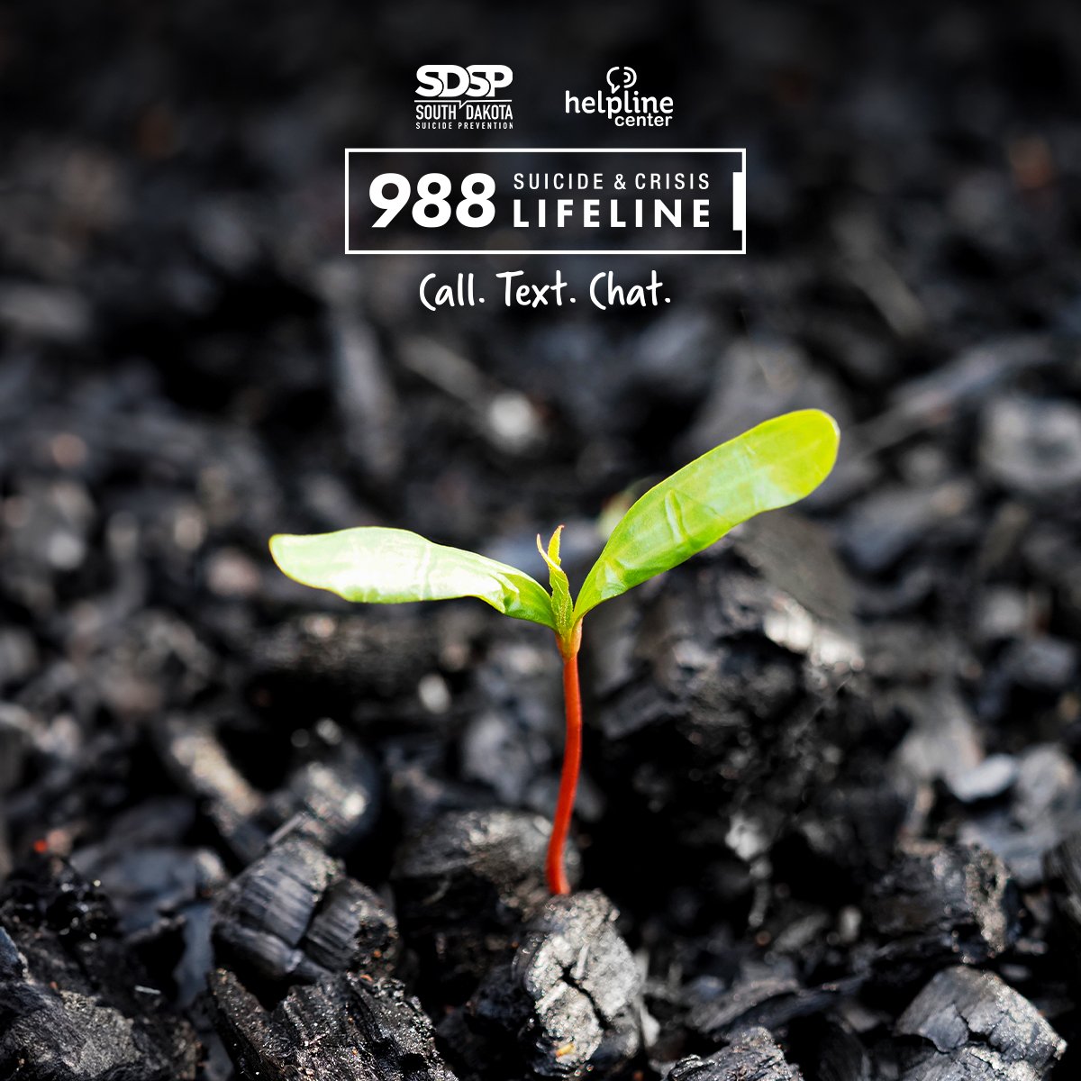 Plant Growing Through the Dirt